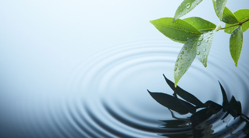 Blätter berühren Wasser