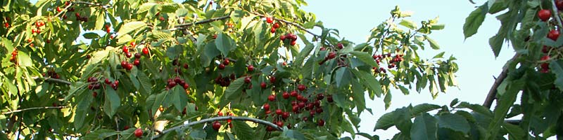Ein Baum voll roter Kirschen